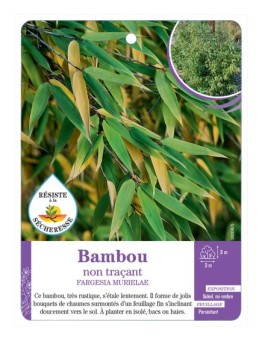 FARGESIA MURIELAE voir Bambou non traçant