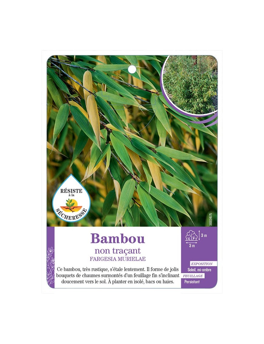 FARGESIA MURIELAE voir Bambou non traçant