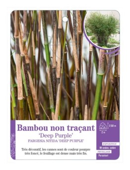 FARGESIA NITIDA DEEP PURPLE voir Bambou non traçant