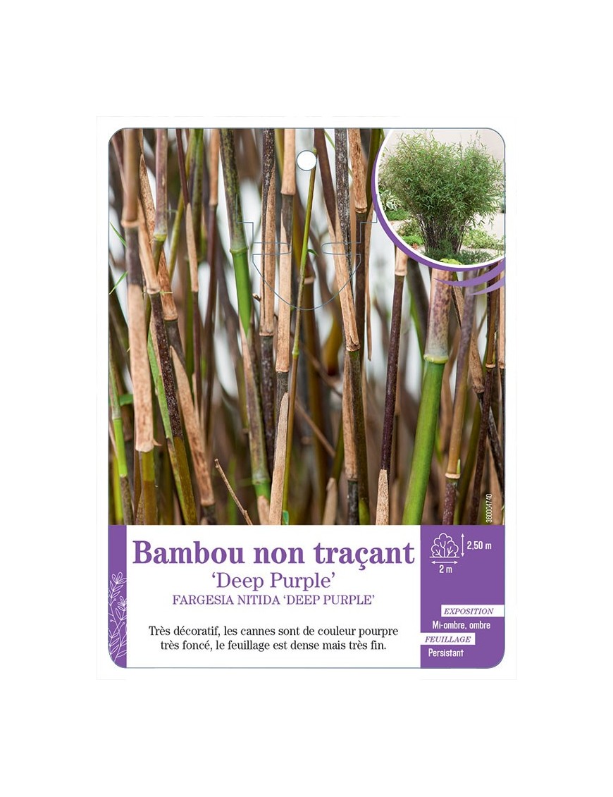 FARGESIA NITIDA DEEP PURPLE voir Bambou non traçant