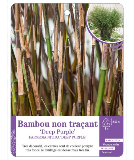FARGESIA NITIDA DEEP PURPLE voir Bambou non traçant