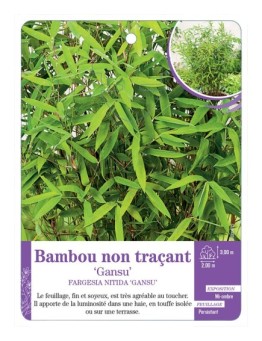 FARGESIA NITIDA GANSU voir Bambou non traçant