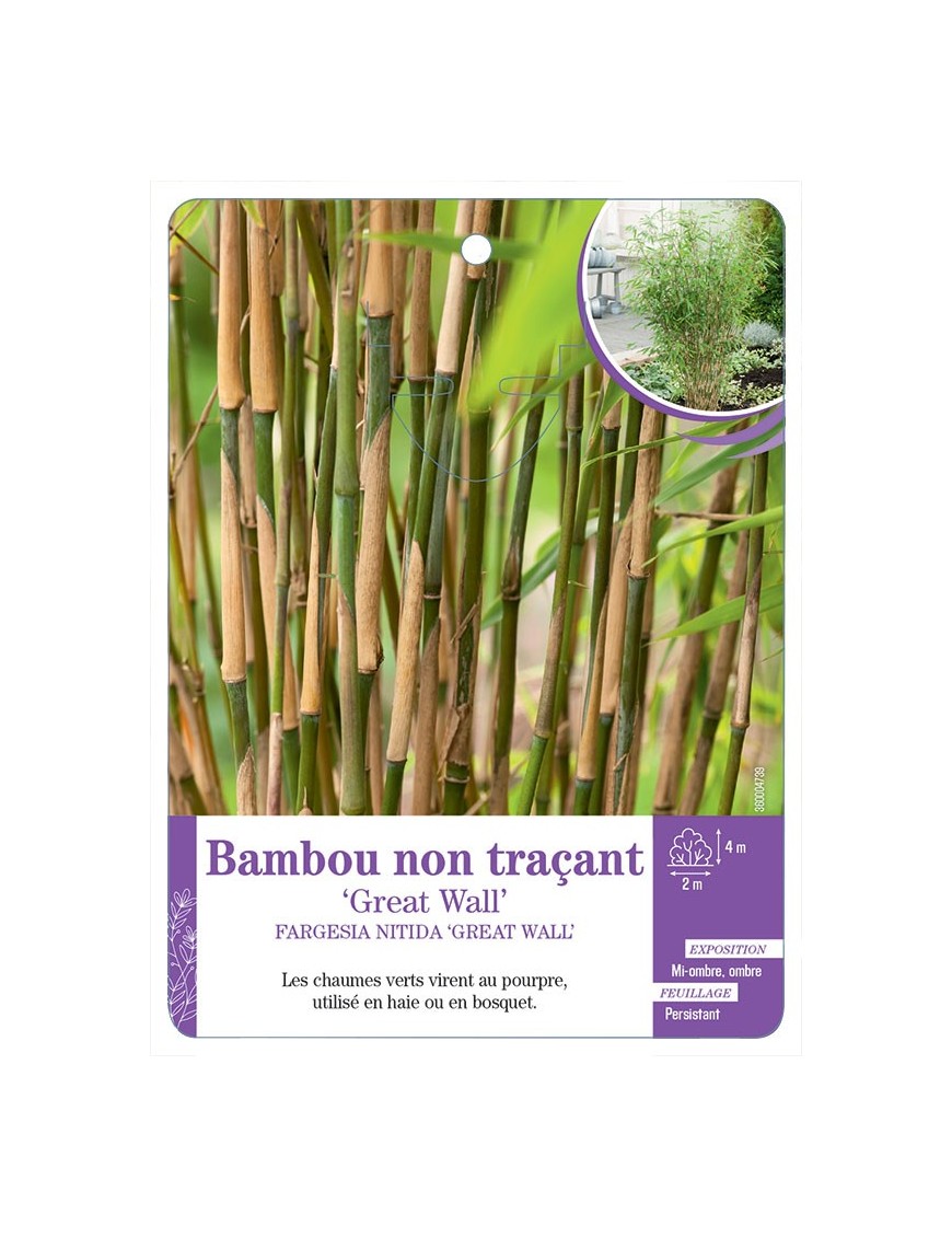 FARGESIA NITIDA GREAT WALL voir Bambou non traçant