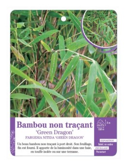 FARGESIA NITIDA GREEN DRAGON voir Bambou non traçant