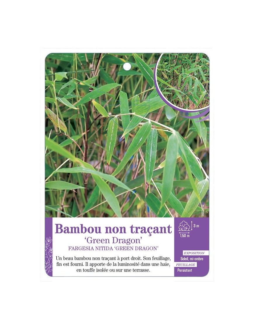 FARGESIA NITIDA GREEN DRAGON voir Bambou non traçant