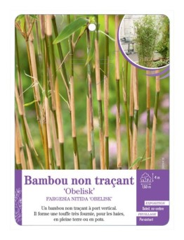 FARGESIA NITIDA OBELISK voir Bambou non traçant