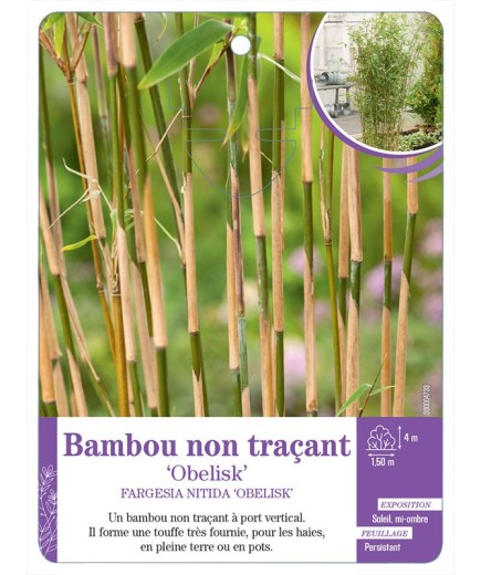 FARGESIA NITIDA OBELISK voir Bambou non traçant
