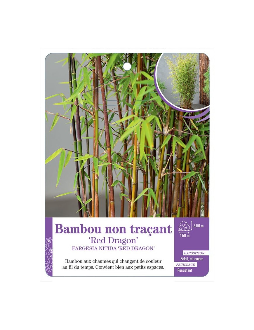 FARGESIA NITIDA RED DRAGON voir Bambou non traçant