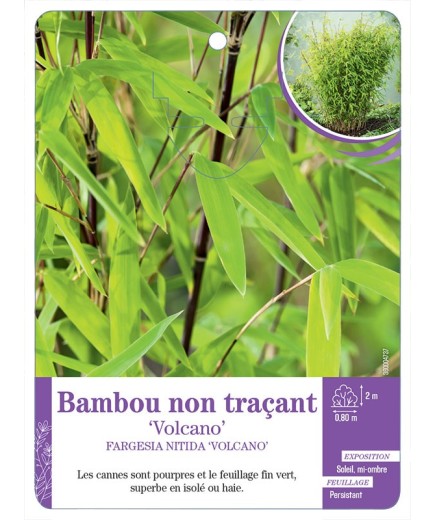 FARGESIA NITIDA VOLCANO voir Bambou non traçant