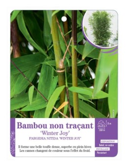 FARGESIA NITIDA WINTER JOY voir Bambou non traçant