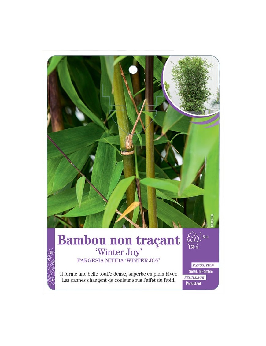 FARGESIA NITIDA WINTER JOY voir Bambou non traçant