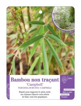 FARGESIA ROBUSTA CAMPBELL voir Bambou non traçant