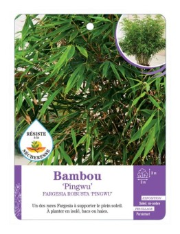 FARGESIA ROBUSTA PINGWU voir Bambou