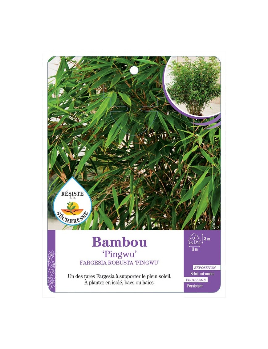 FARGESIA ROBUSTA PINGWU voir Bambou