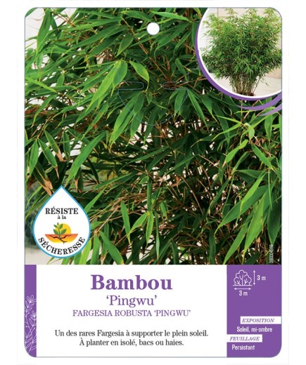 FARGESIA ROBUSTA PINGWU voir Bambou