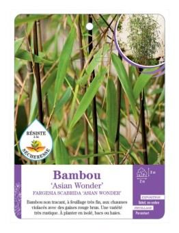 FARGESIA SCABRIDA ASIAN WONDER voir Bambou