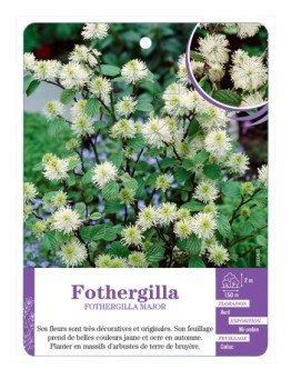 FOTHERGILLA MAJOR