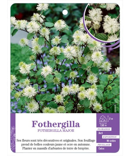 FOTHERGILLA MAJOR