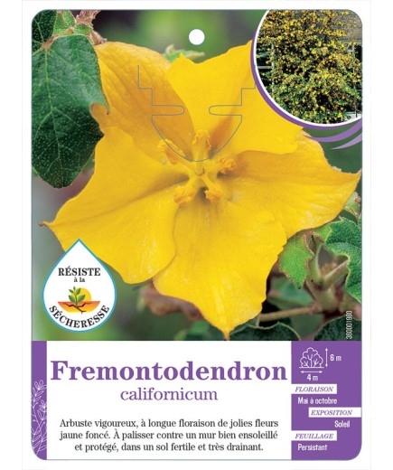FREMONTODENDRON CALIFORNICUM