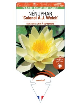 NYMPHAEA Colonel A.J. Welch voir NÉNUPHAR
