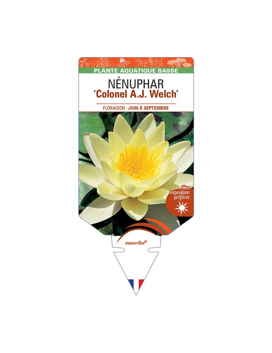 NYMPHAEA Colonel A.J. Welch voir NÉNUPHAR