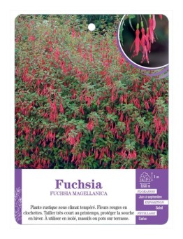 FUCHSIA MAGELLANICA