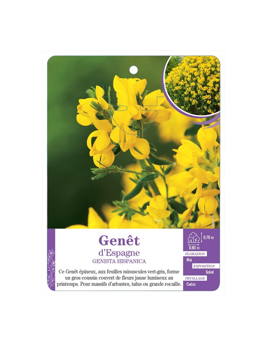 GENISTA HISPANICA voir Genêt d’Espagne