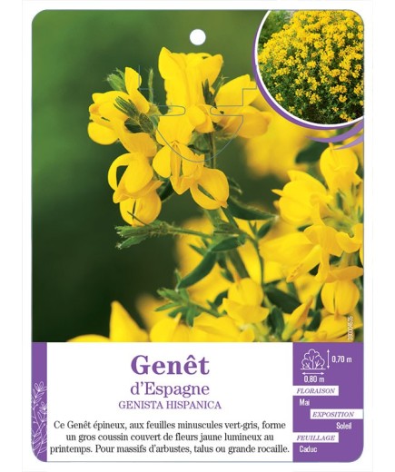 GENISTA HISPANICA voir Genêt d’Espagne