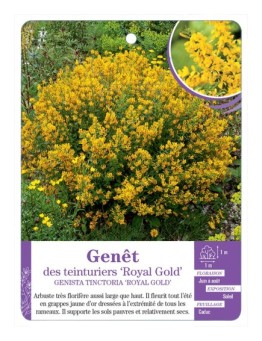 GENISTA TINCTORIA ROYEL GOLD voir Genêt des teinturiers