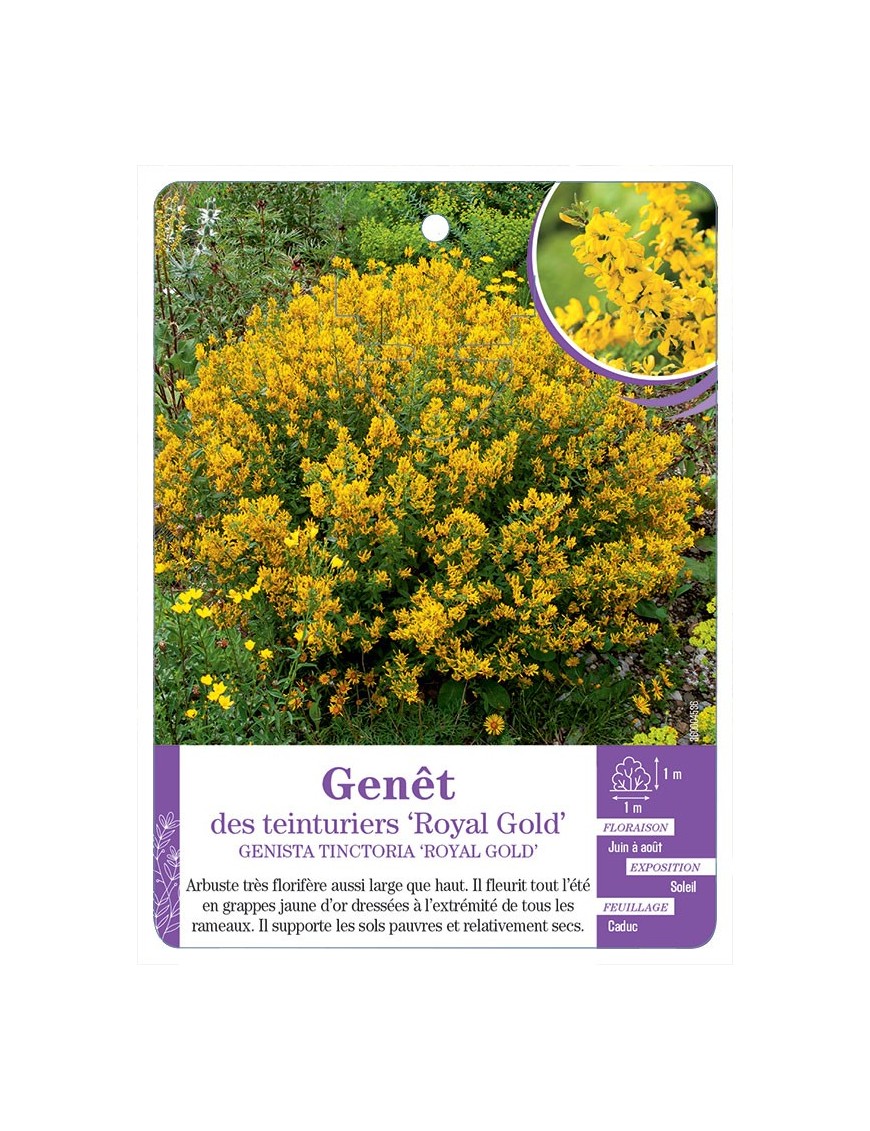 GENISTA TINCTORIA ROYEL GOLD voir Genêt des teinturiers