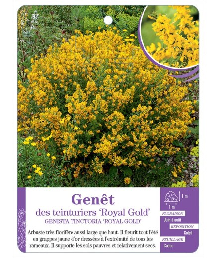 GENISTA TINCTORIA ROYAL GOLD voir Genêt des teinturiers