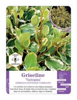 GRISELINA LITTORALIS VARIEGATA