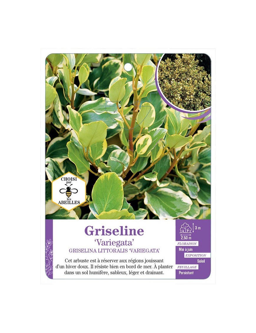 GRISELINA LITTORALIS VARIEGATA