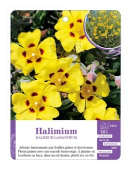 HALIMIUM LASIANTHUM
