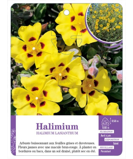 HALIMIUM LASIANTHUM