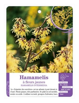 HAMAMELIS INTERMEDIA à fleurs jaunes