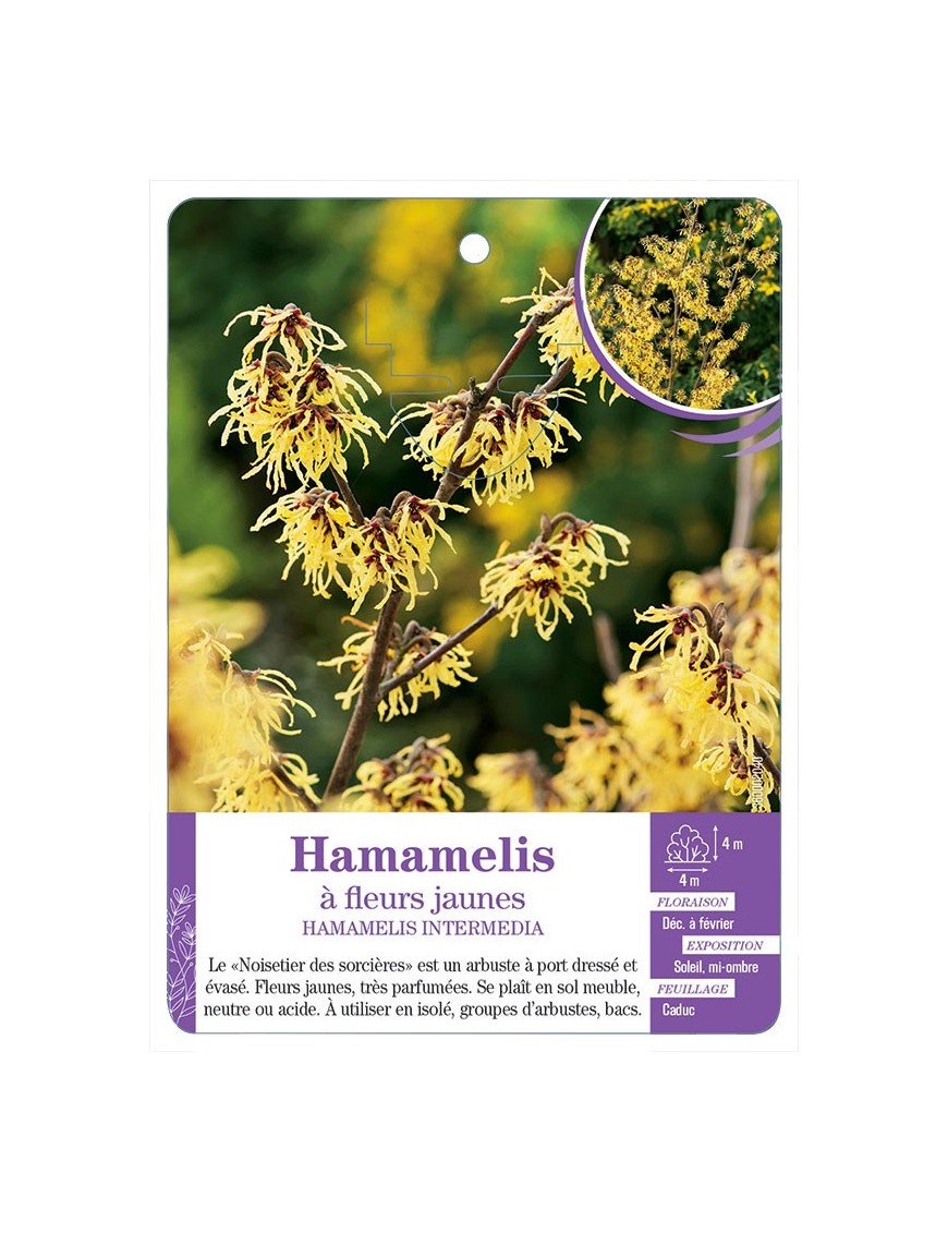 HAMAMELIS INTERMEDIA à fleurs jaunes