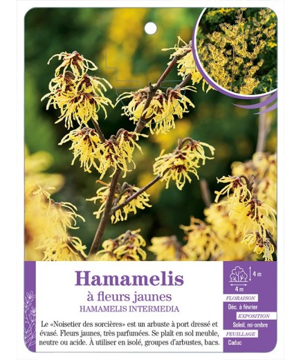 HAMAMELIS INTERMEDIA à fleurs jaunes