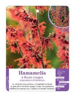 HAMAMELIS INTERMEDIA à fleurs rouges