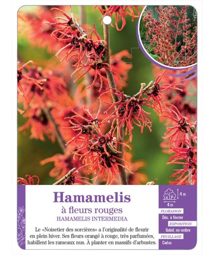 HAMAMELIS INTERMEDIA à fleurs rouges
