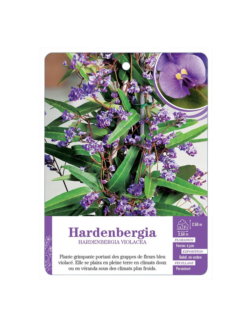 HARDENBERGIA VIOLACEA