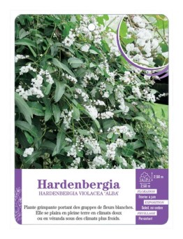 HARDENBERGIA VIOLACEA ALBA