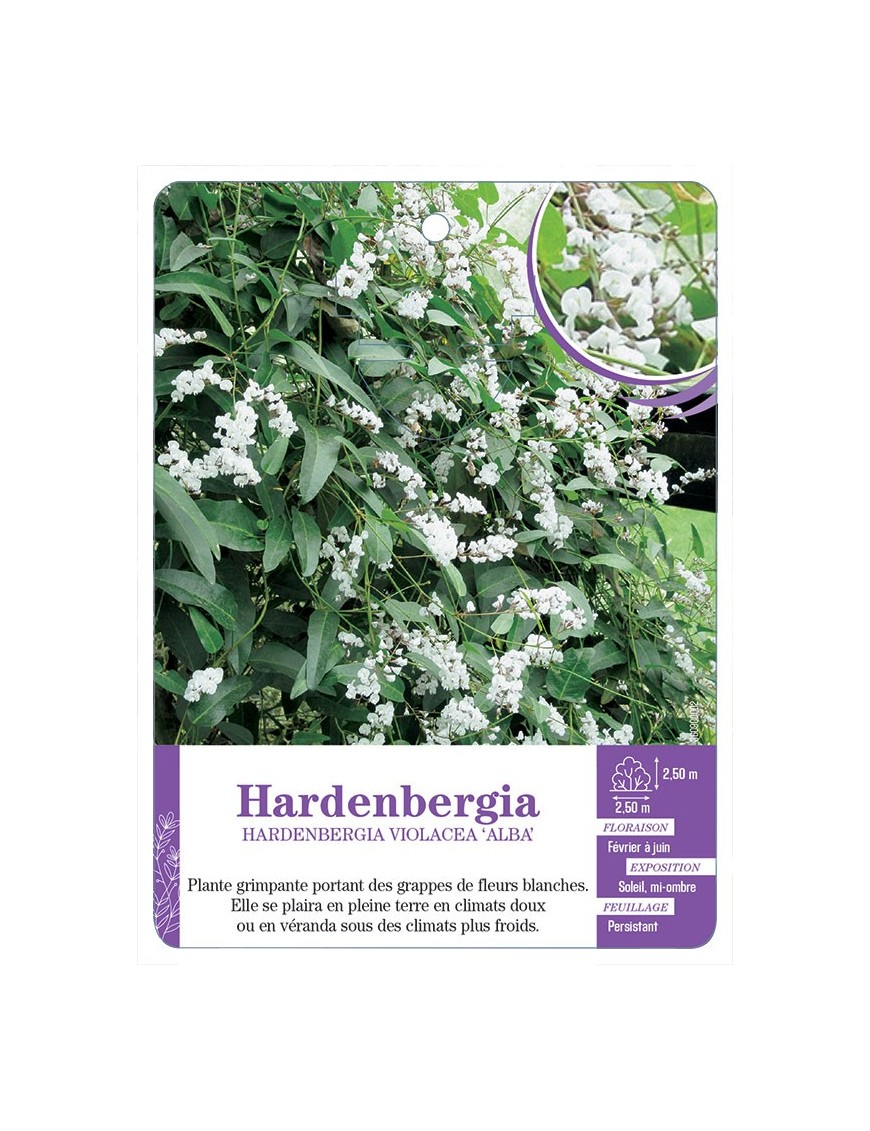 HARDENBERGIA VIOLACEA ALBA