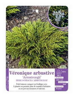 HEBE OCHRACEA ARMSTRONGII voir Véronique arbustive