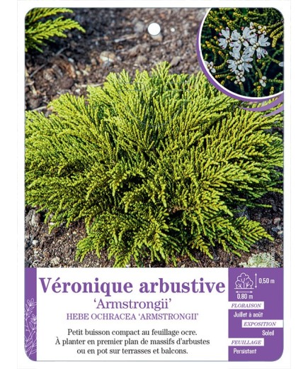 HEBE OCHRACEA ARMSTRONGII voir Véronique arbustive