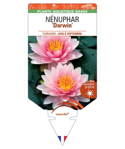 NYMPHAEA Darwin voir NÉNUPHAR