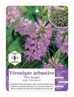 HEBE WIRI IMAGE voir Véronique arbustive