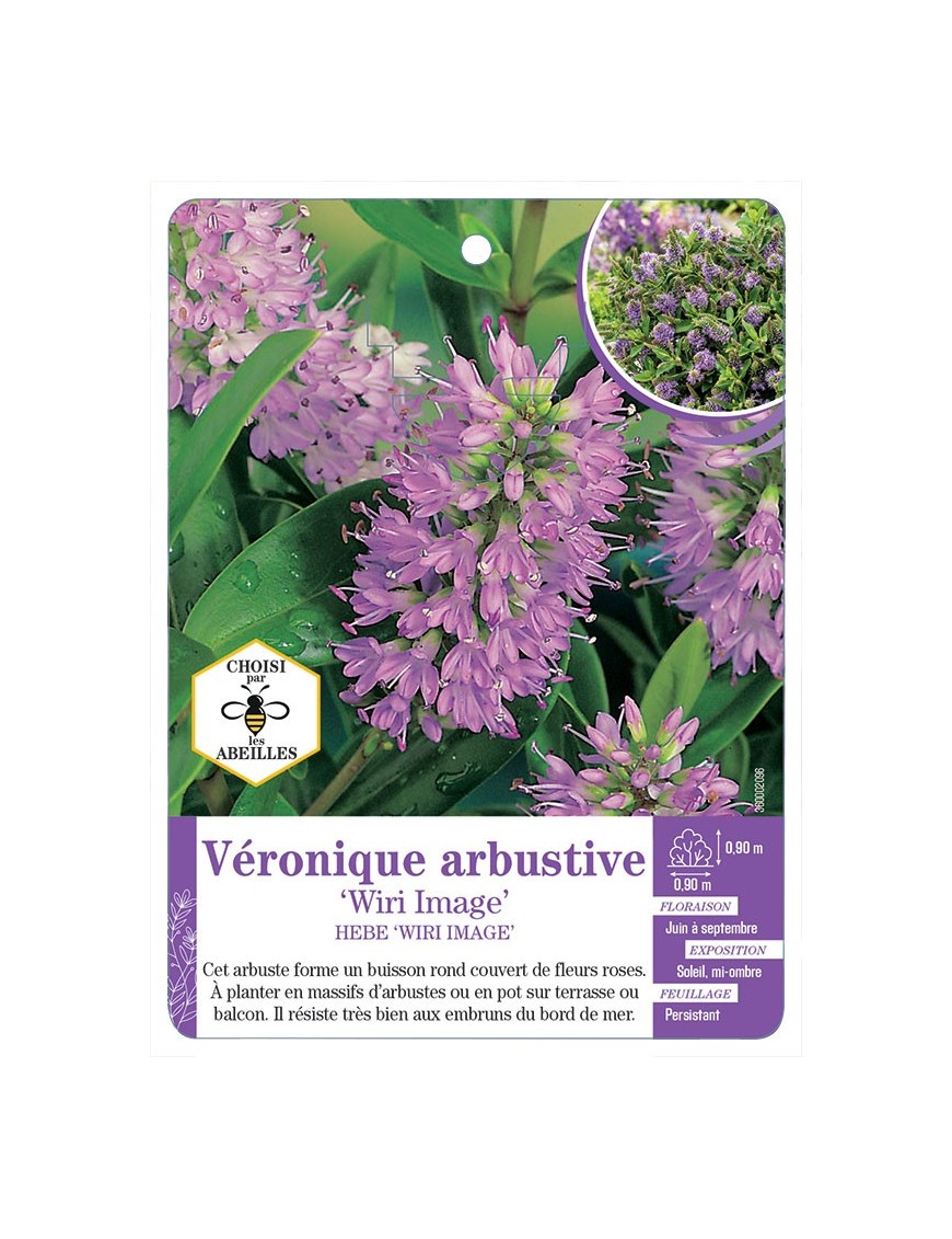 HEBE WIRI IMAGE voir Véronique arbustive