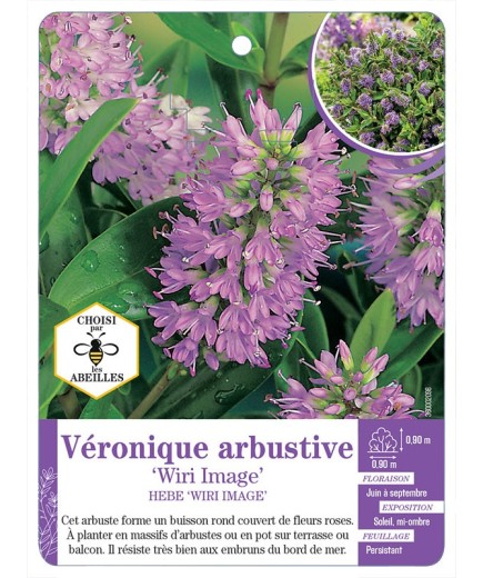 HEBE WIRI IMAGE voir Véronique arbustive