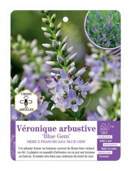 HEBE X FRANCISCANA BLUE GEM voir Véronique arbustive